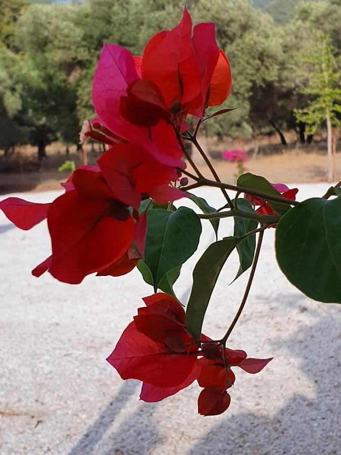 Olive Tree Apart Hotel Muğla 0*,